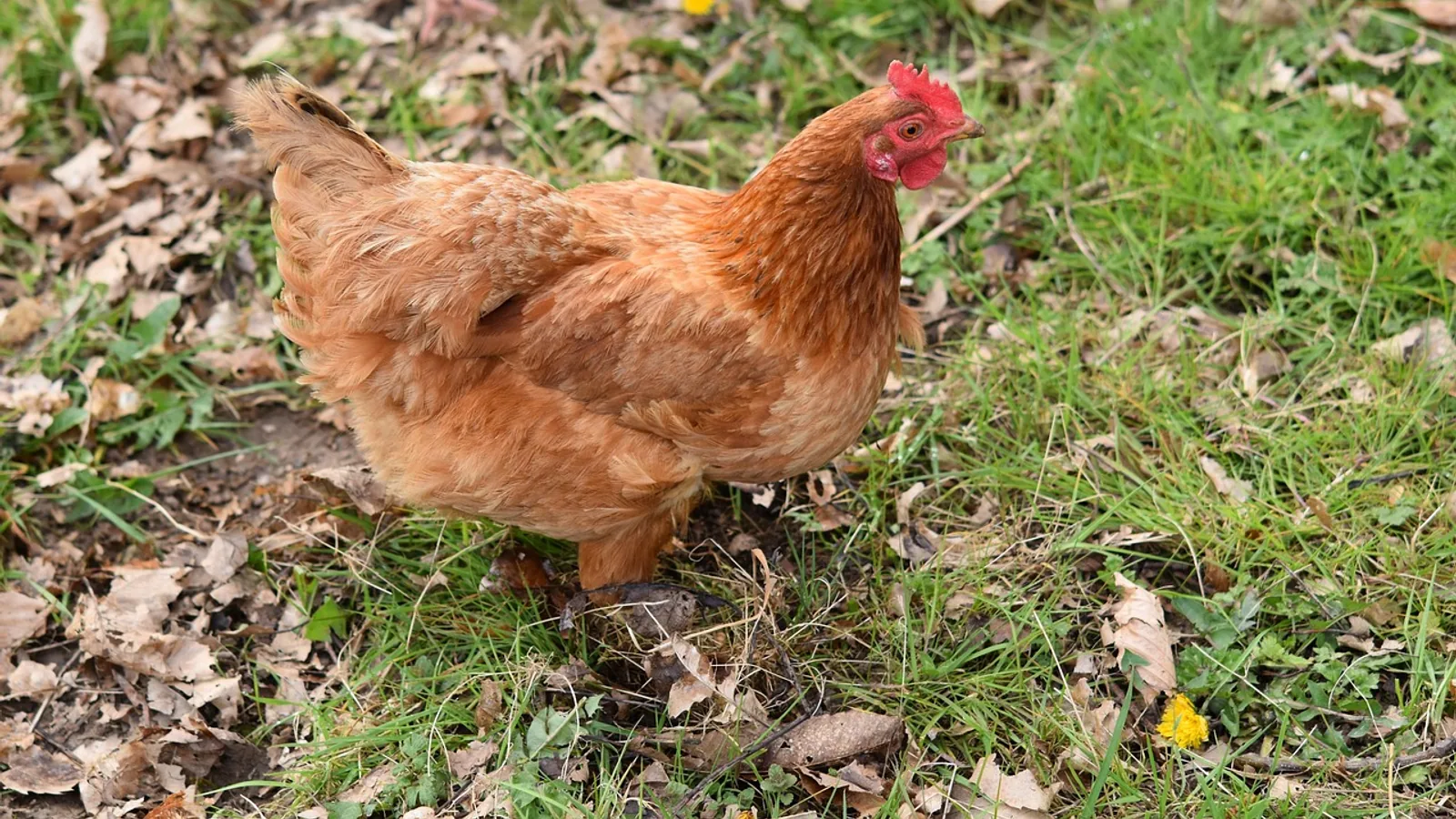 ISA Brown Chicken: Breed Traits and Egg Yield