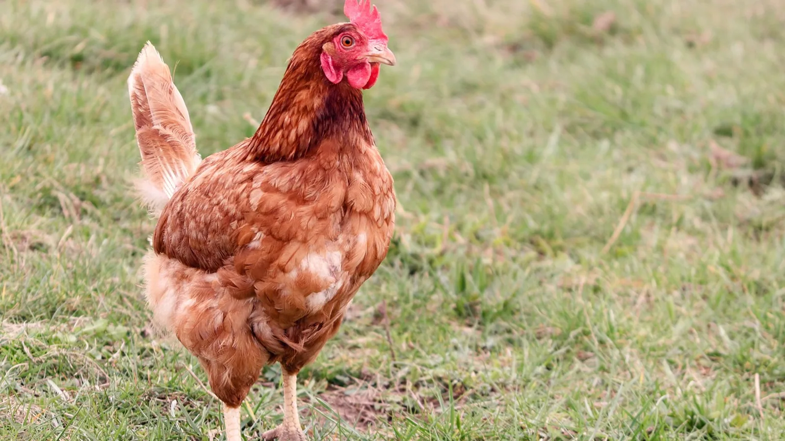 Can Chickens Swim? Facts and Safety Guide