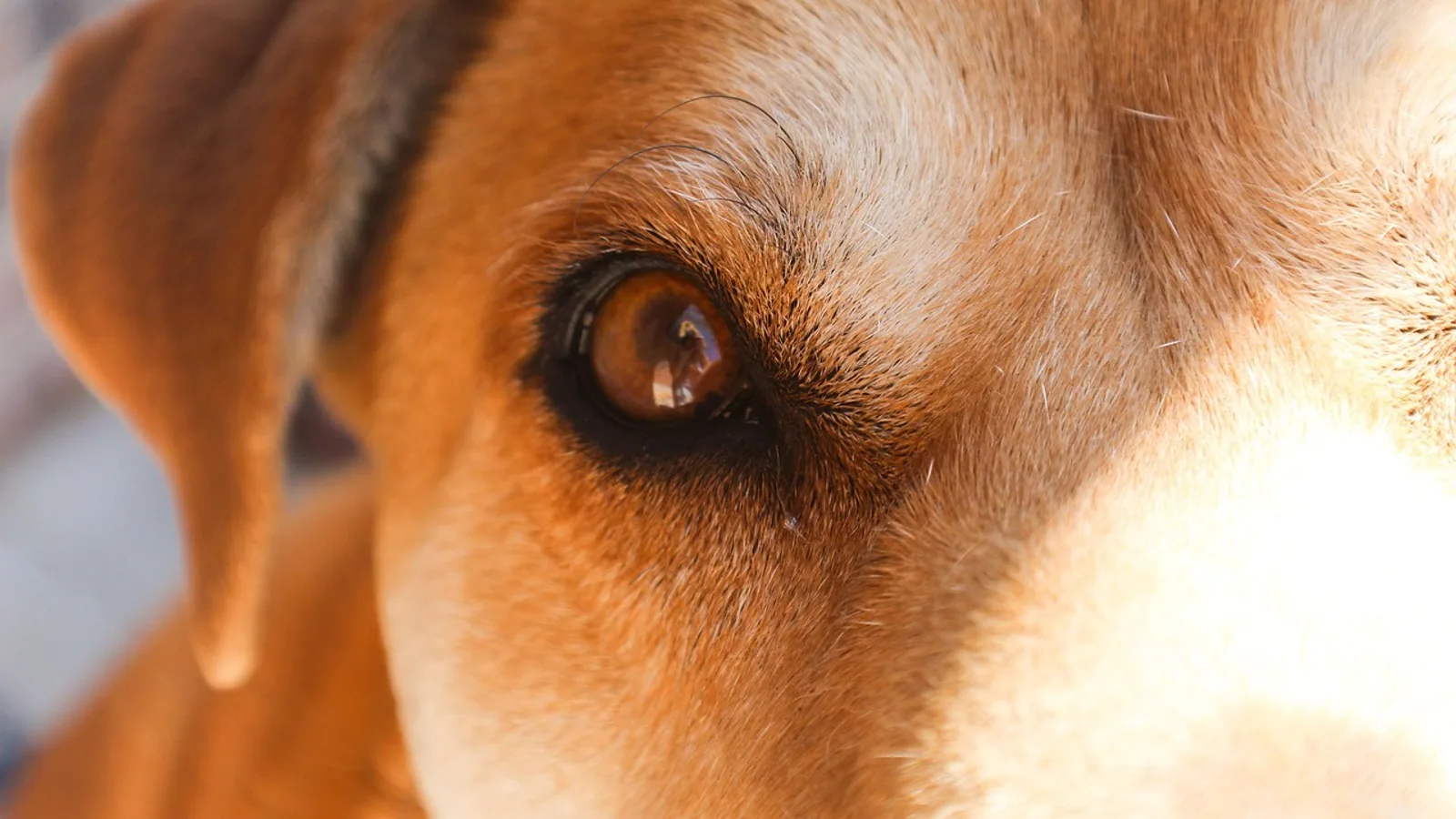 Dog Eye Shut: Causes and When to See a Vet