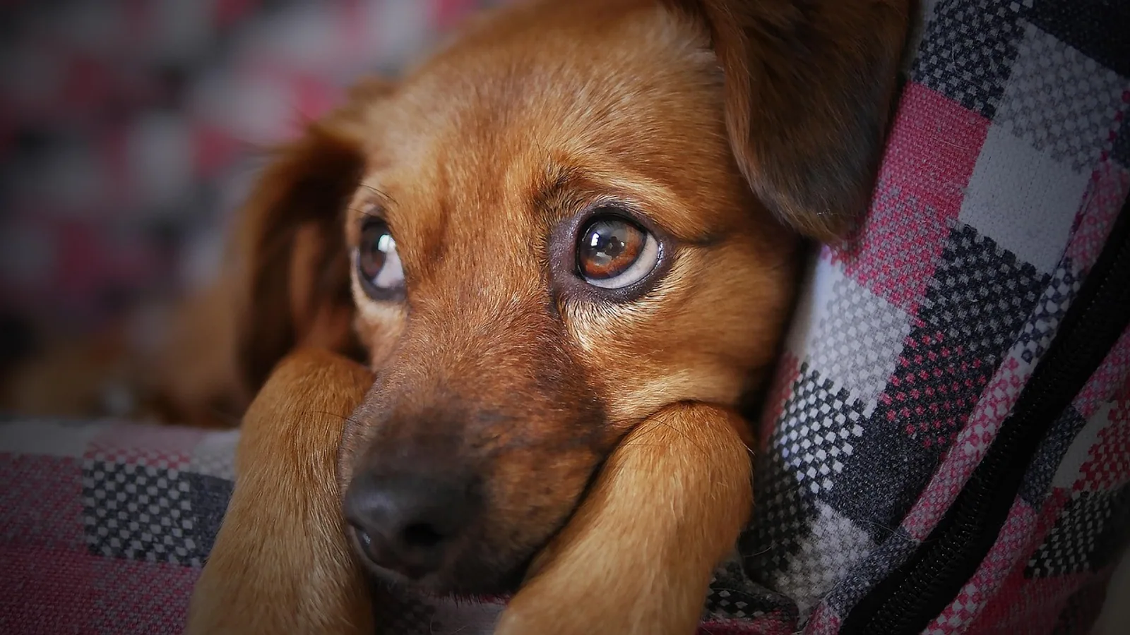 Do Dogs Get Hiccups? Causes and When to Worry