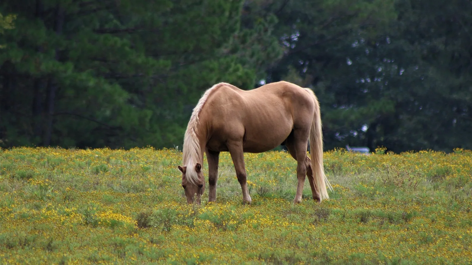 Buckskin Horse: Color Genetics, Buckskin vs Dun, and Breeds