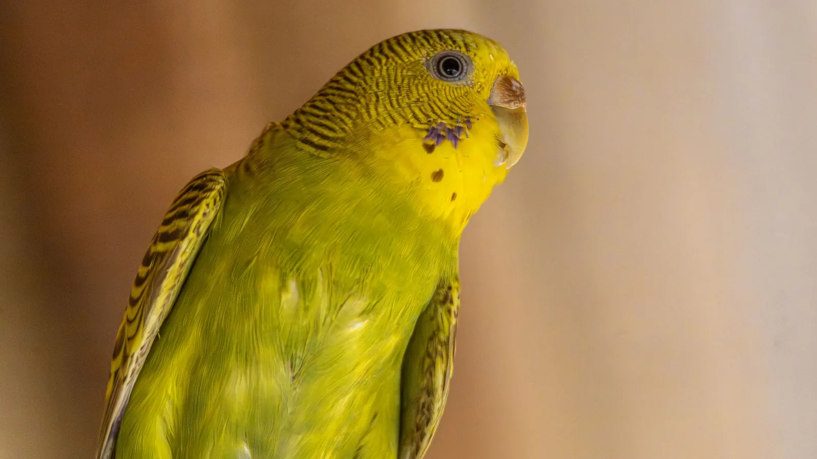 Indian Ringneck Parakeet Care Guide
