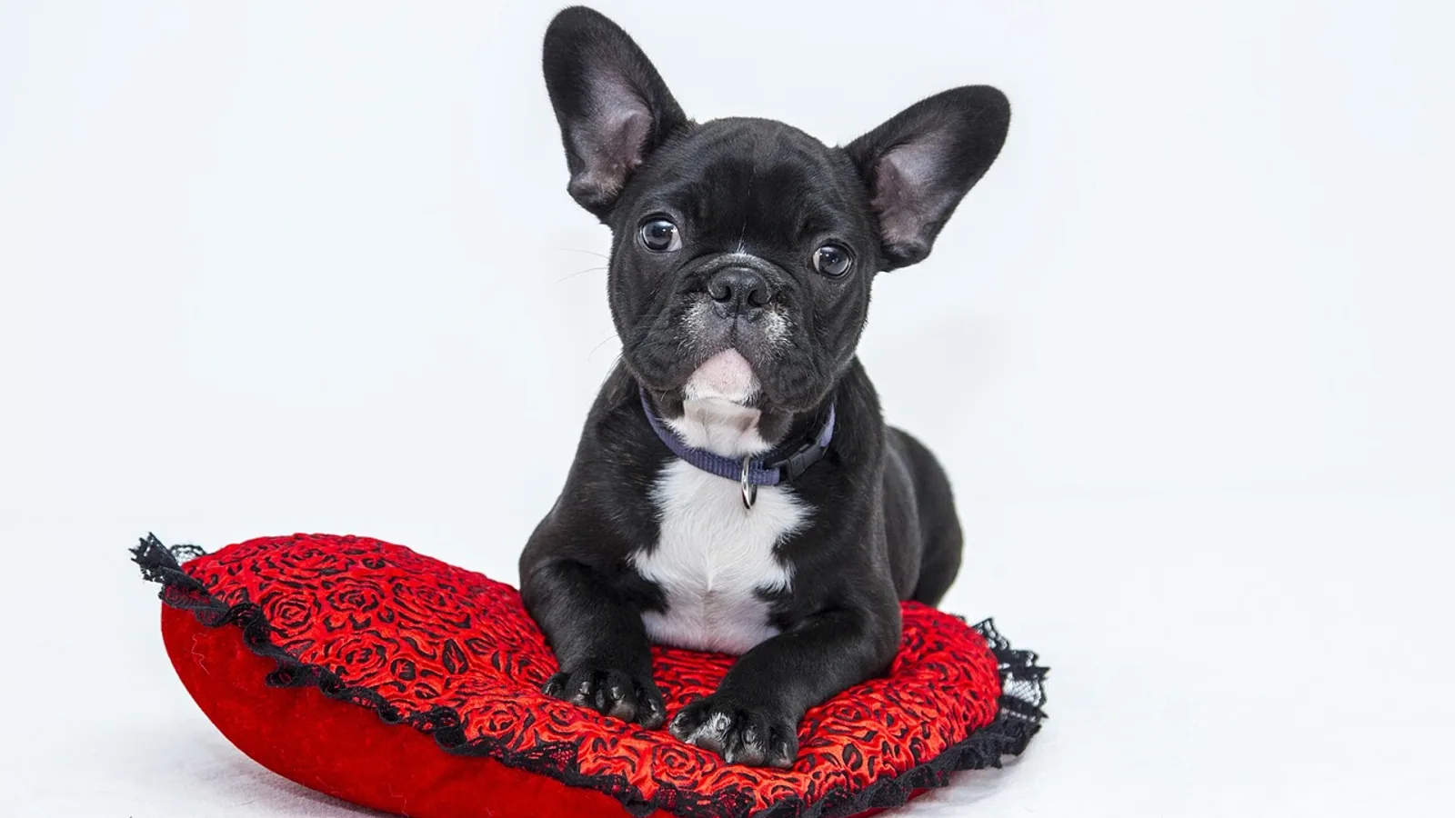 Salt Toxicity in Dogs and Cats: Sources, Signs, and Treatment