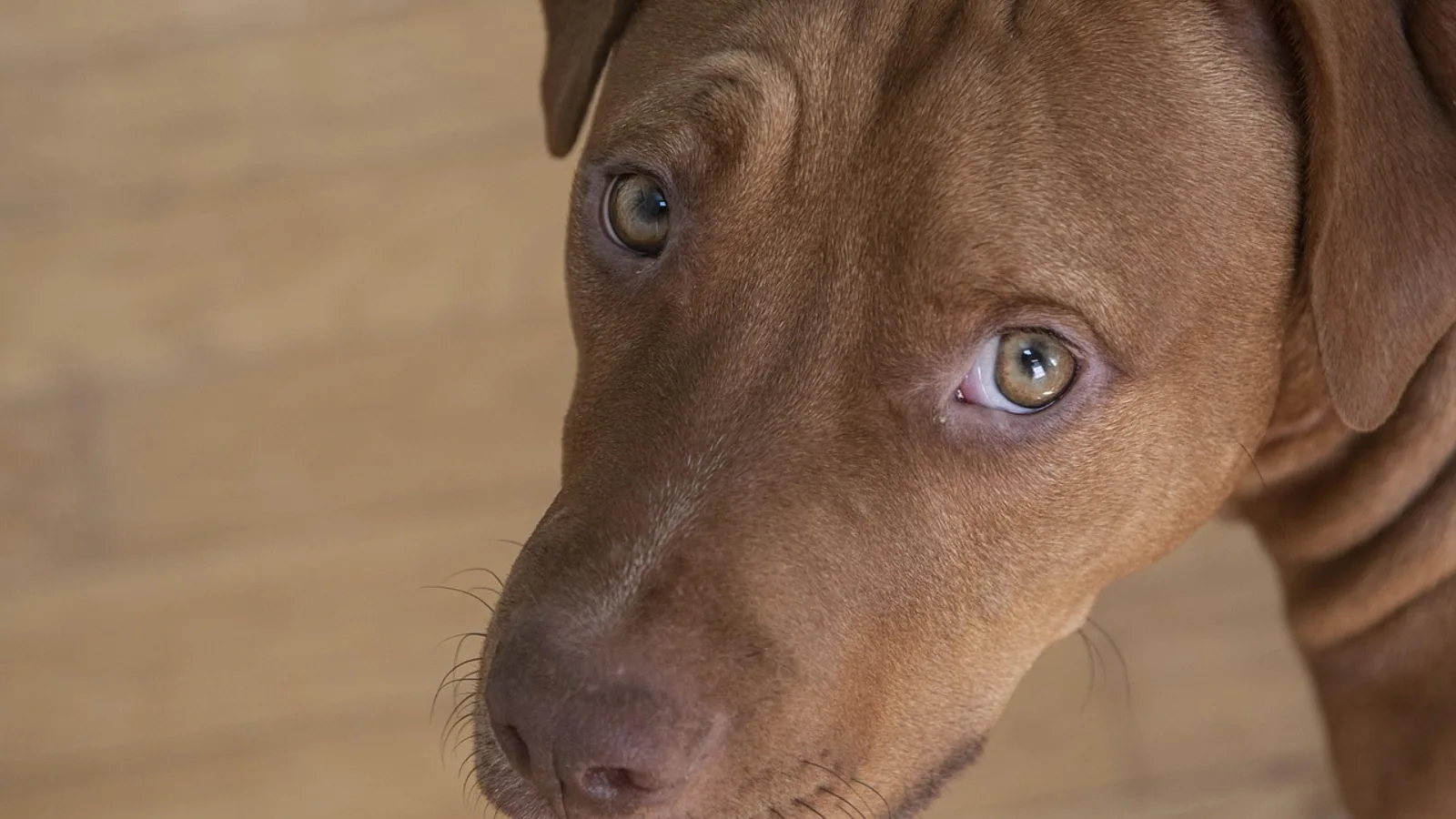 Bully Pit Mix: Breed Traits, Health, and Care
