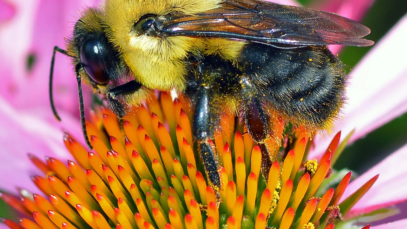 Bumble Bees: Biology, Behavior and Pollination