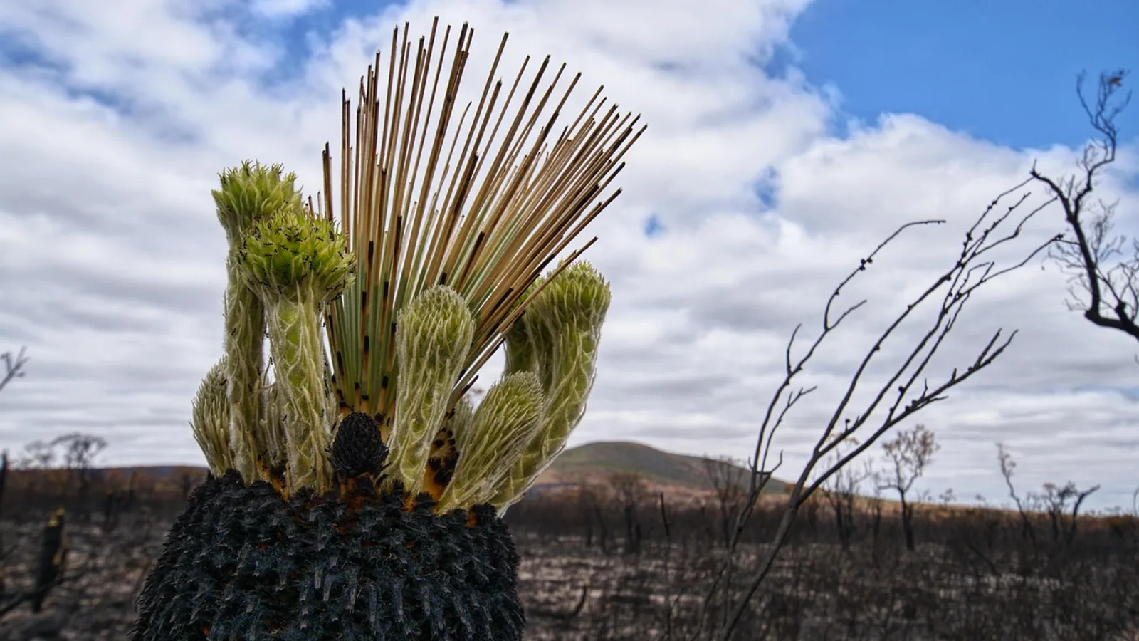 Secondary Succession: Definition, Stages, and Examples
