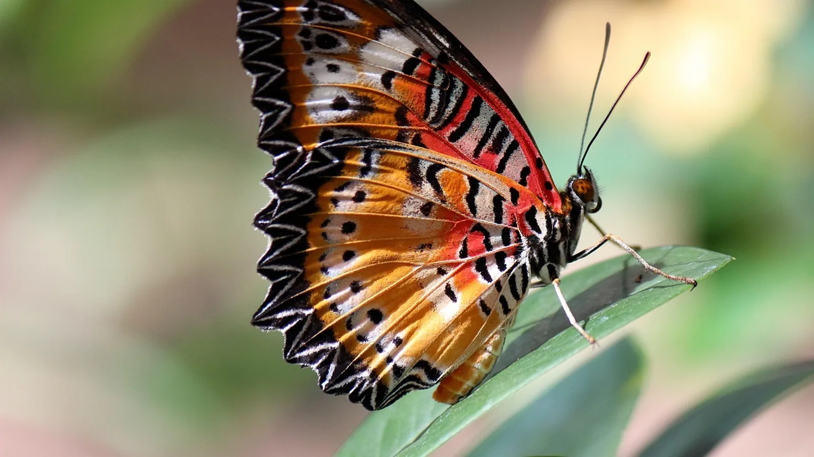 Radial vs Bilateral Symmetry: Key Differences