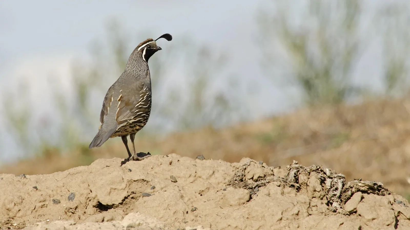 Do Quail Fly? Flight Ability Explained