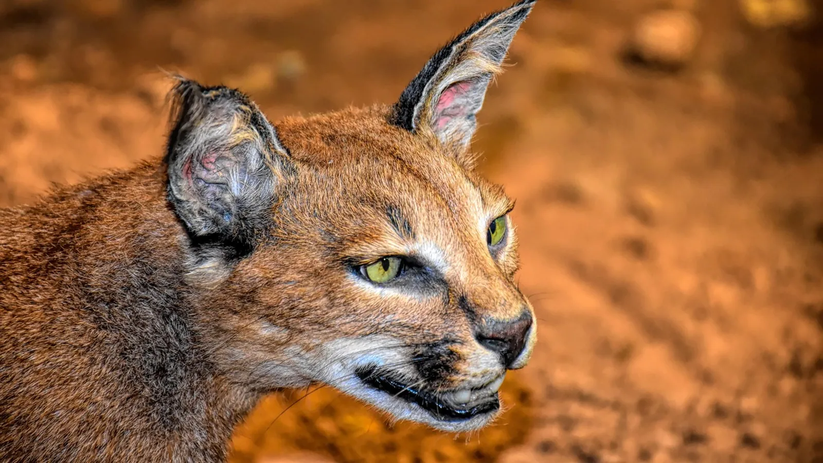Caracal Cat: Facts, Habitat, and Behavior