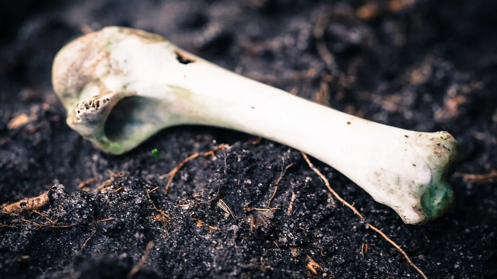 Carcass Definition: What It Means in Biology and Vet Med