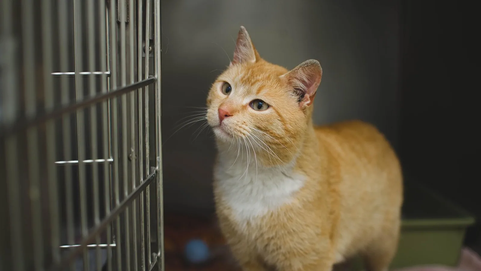 Enucleation of the Eyeball: Veterinary Surgery Guide