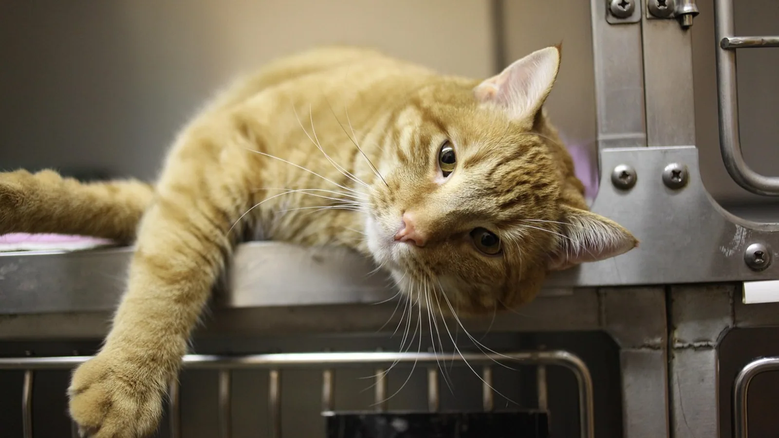 Bravecto for Cats: Dosage, Safety, and Side Effects