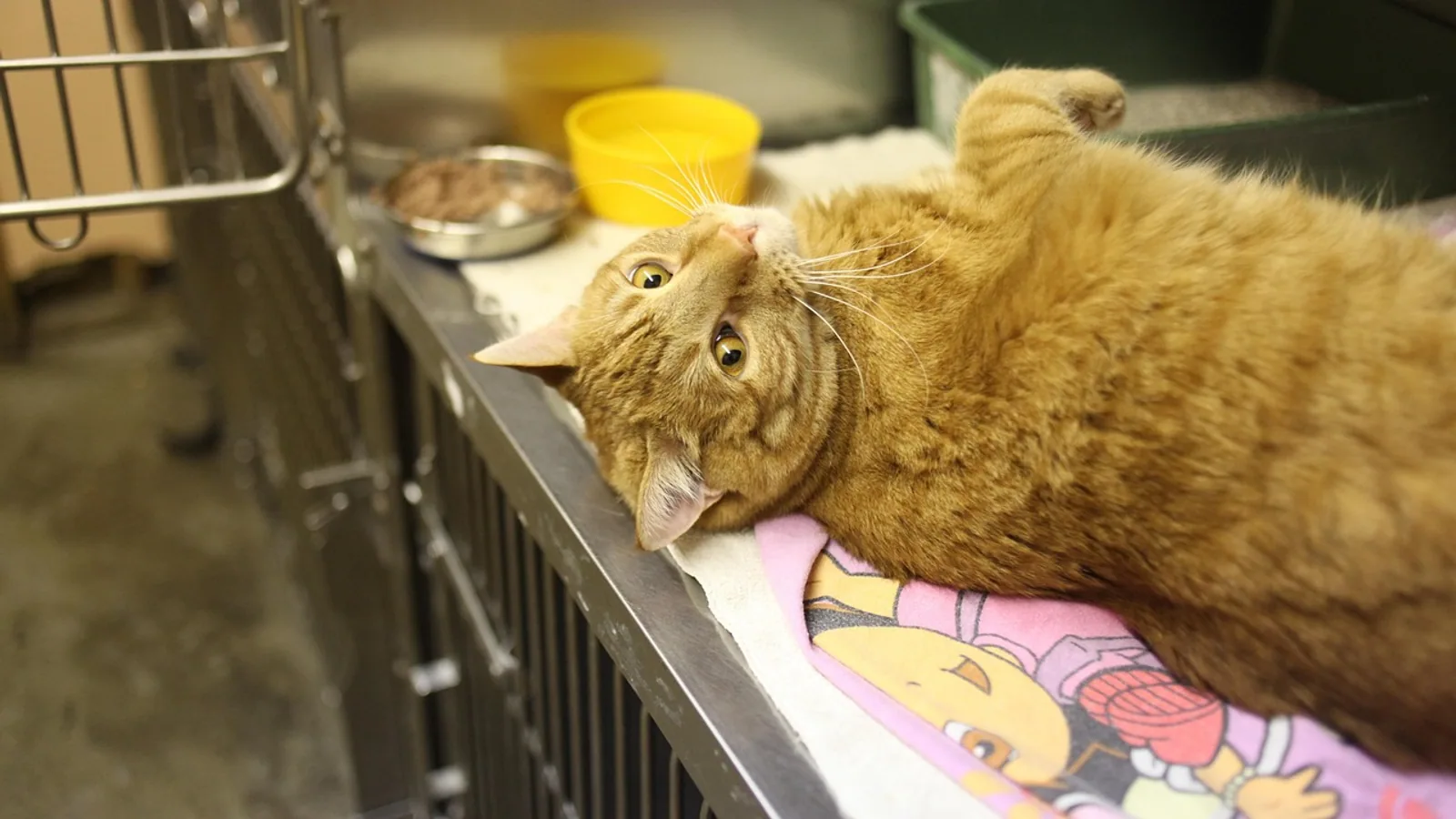 Cat Tourniquet: Safe Emergency Bleeding Control