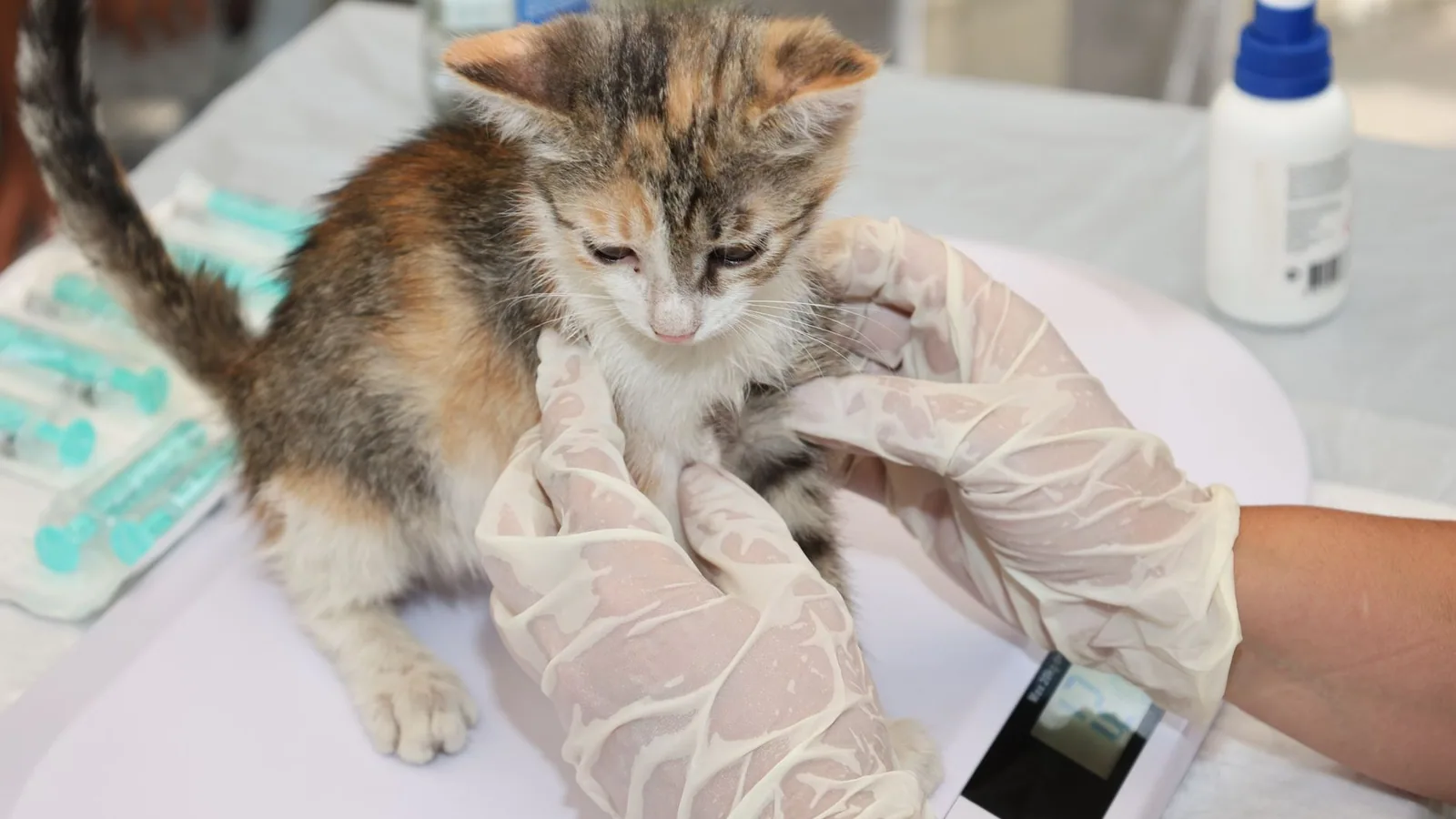 Kitten receiving veterinary care on a table. Gloves and syringes visible