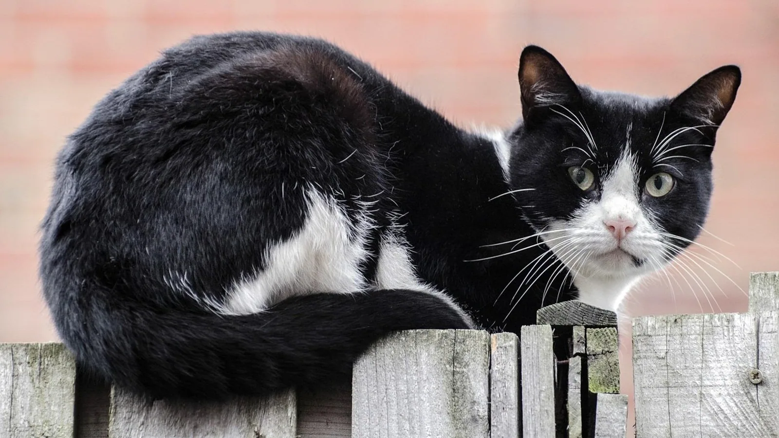 Cat Repellent: Humane Ways to Keep Cats Out of Yards and Off Furniture