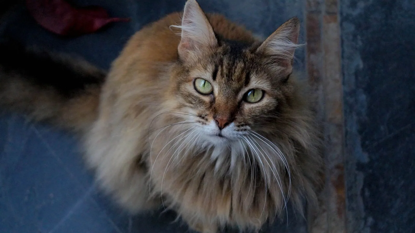 Long-haired domestic cat looking upward indoors