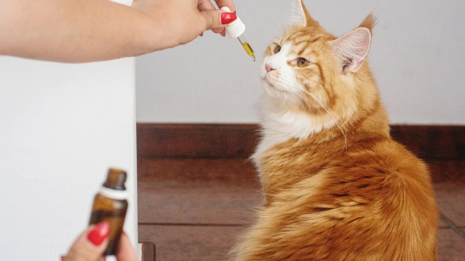 Cat Arthritis Medicine: Safe Treatment Options