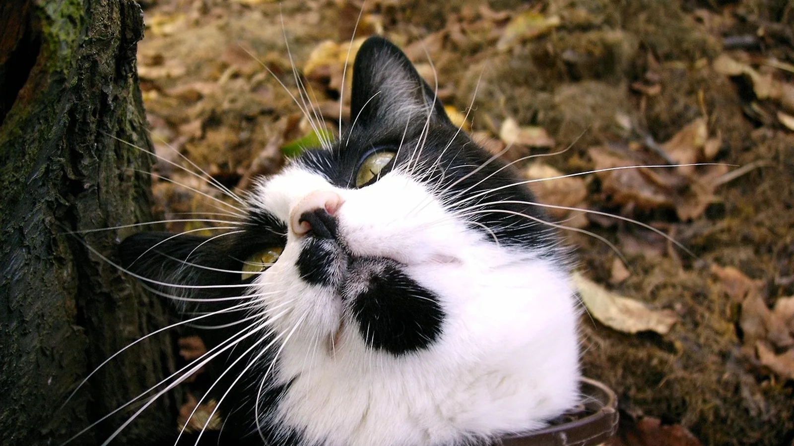 Feline Chin Acne: Causes, Home Care, and When to See a Veterinarian