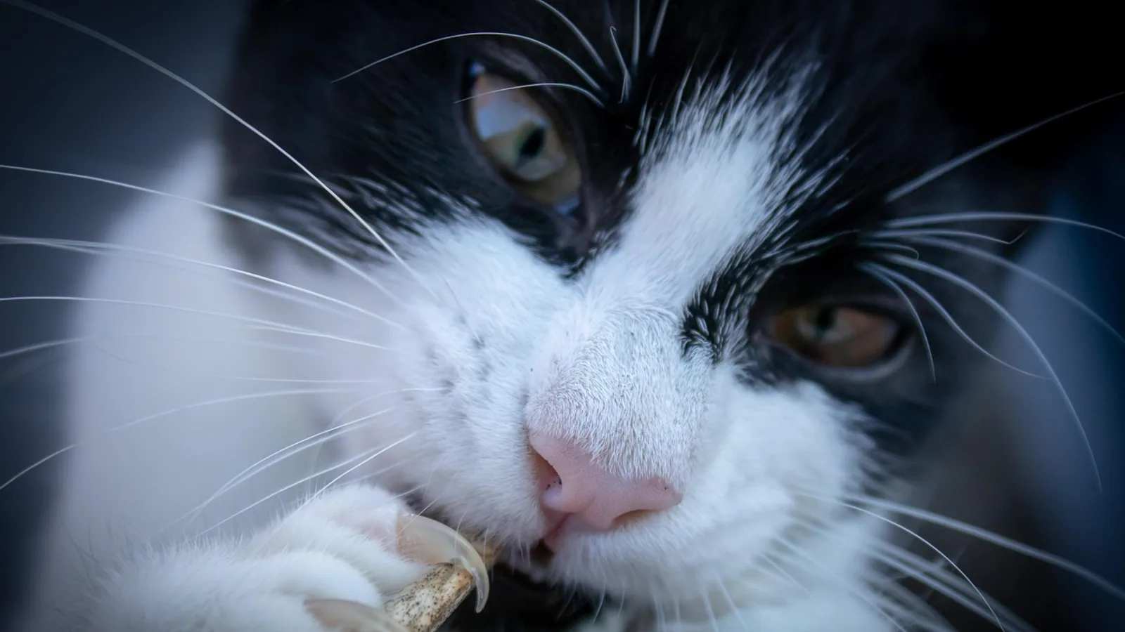 Declawing Cats: Procedure, Risks and Alternatives