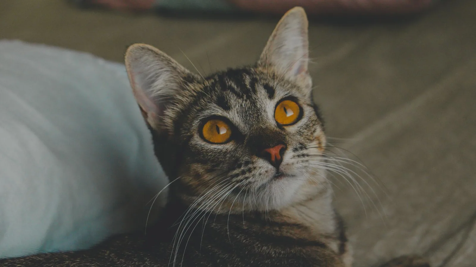 Charming tabby cat lies on a bed, showcasing its striking yellow eyes and whiskers