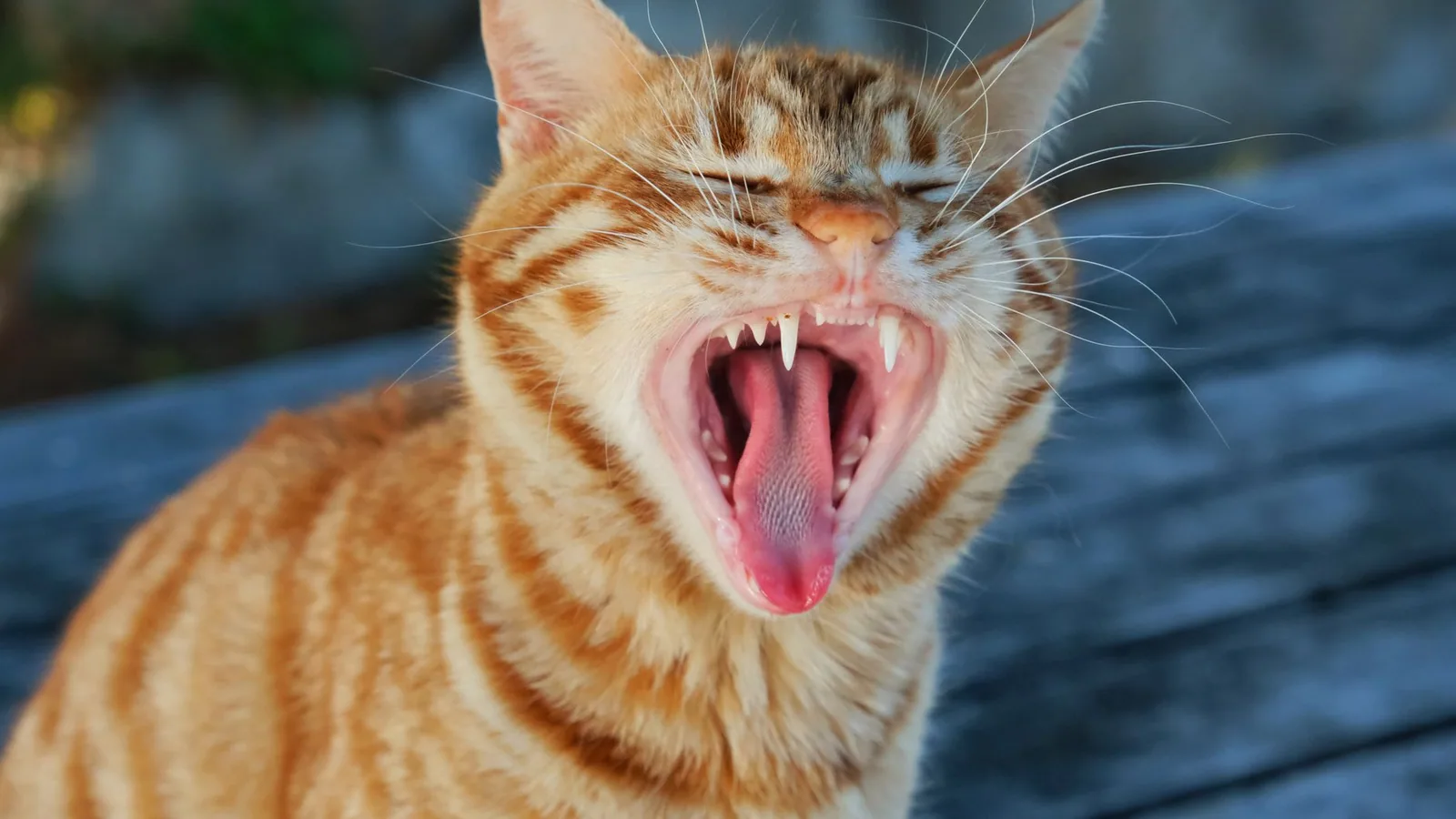Close-up of a yawning ginger cat showing its teeth on a wooden surface