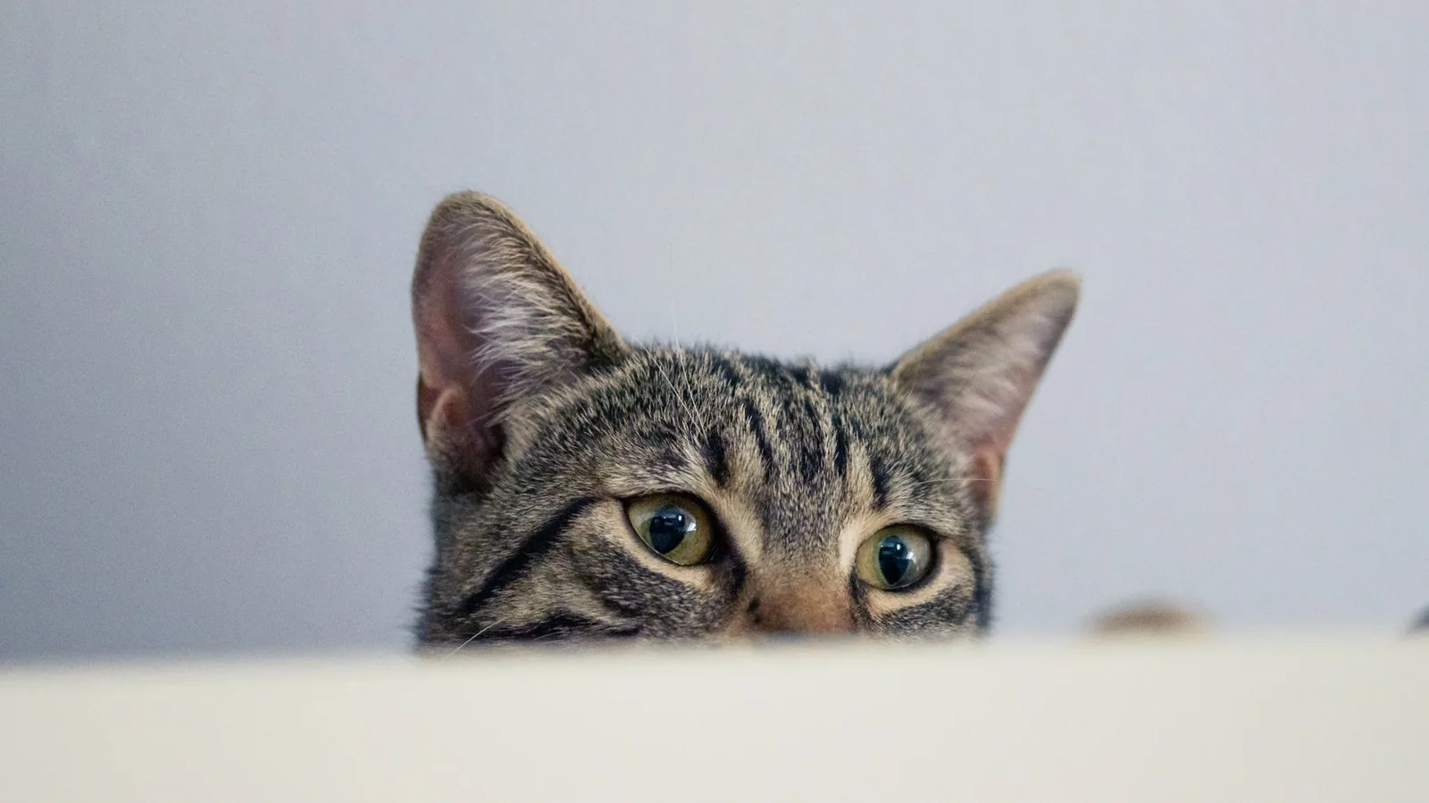 A curious tabby cat's eyes and ears are visible peeking over a white ledge indoors