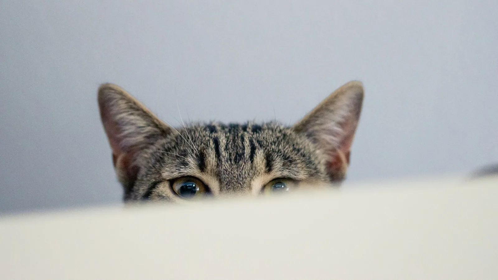 A playful tabby cat peeks over an edge with curious eyes and upright ears