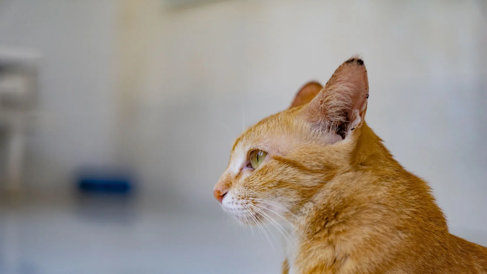 Close-up side profile of a ginger cat indoors, focusing on its face