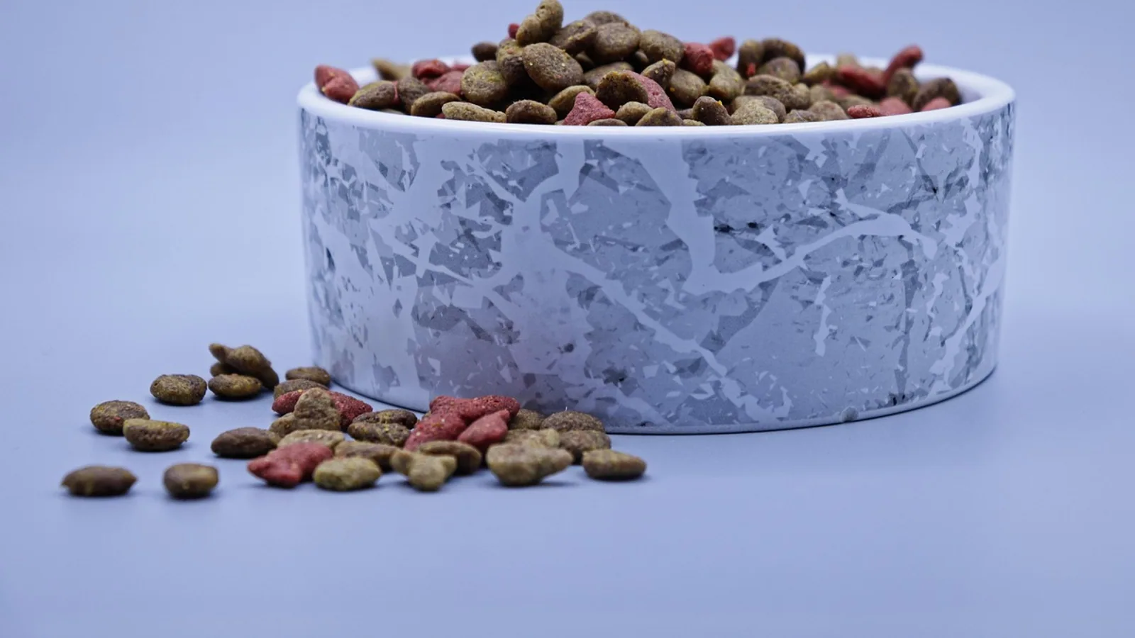 What Does a Cat Eat? Feline Diet Guide