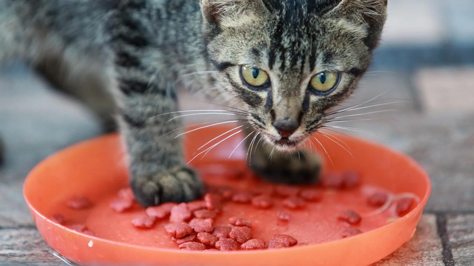 Can Cats Eat Apples? Safety, Seeds and Serving Tips