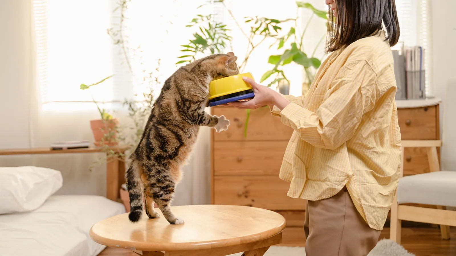 A woman holds a bowl for her curious cat in a cozy indoor setting, capturing a moment of affection and bonding