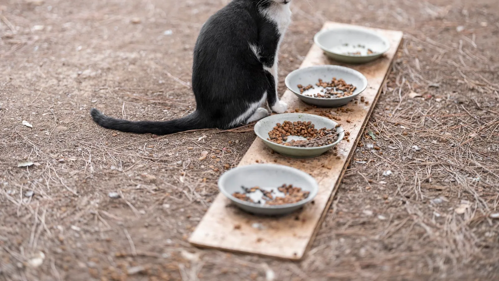 Stray black and white cat sits beside bowls of food on a wooden plank outdoors
