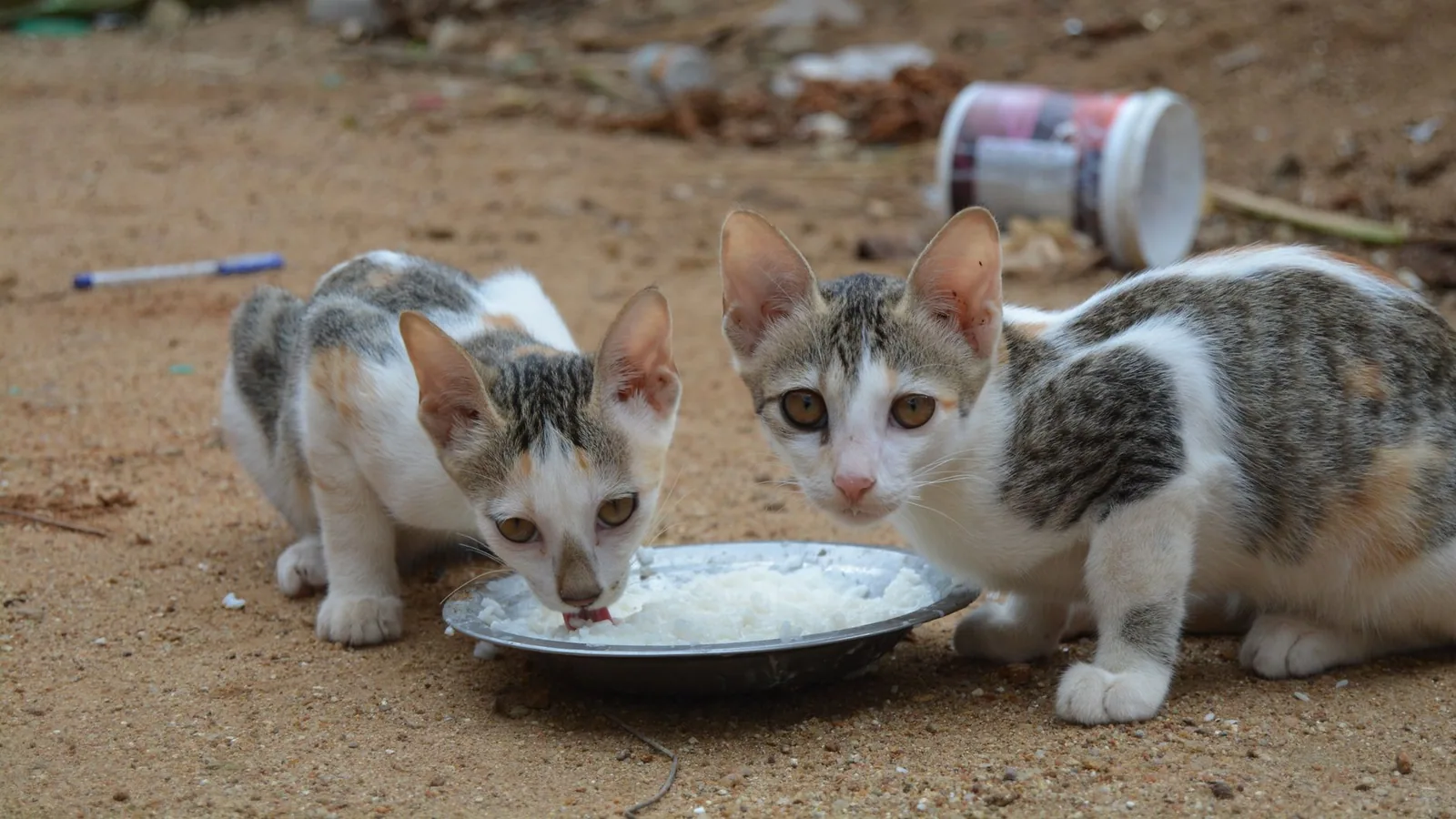 Two street cats eating from a bowl outdoors on sandy ground, captured close-up