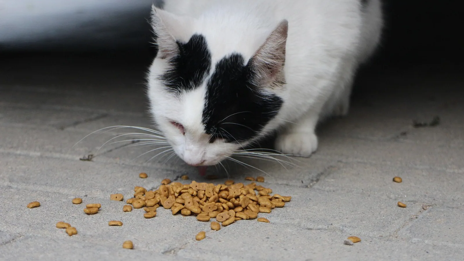 Allergenic Cat Food: Ingredients to Avoid and Alternatives