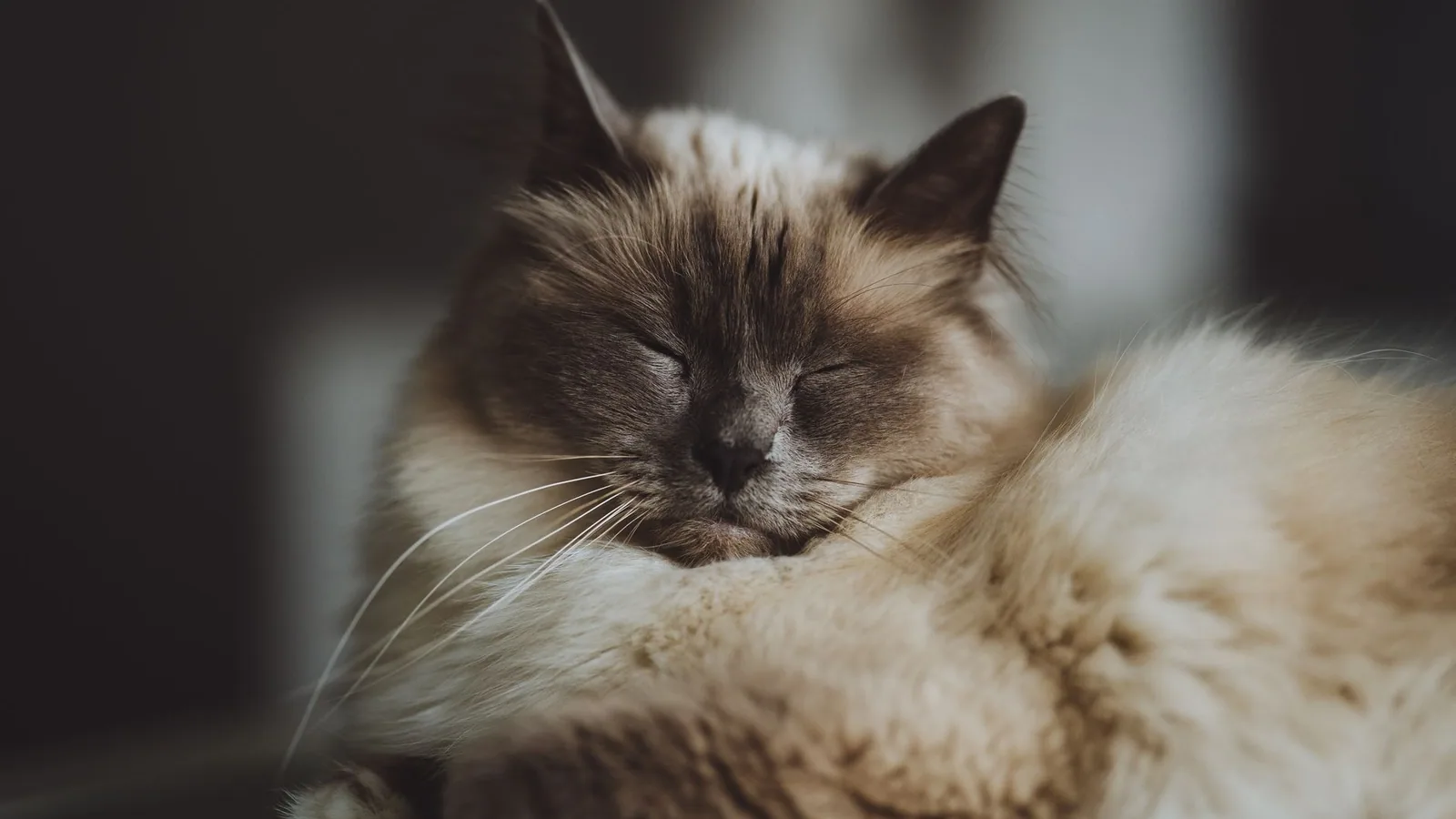 Close-up of a serene Ragdoll cat sleeping soundly indoors, capturing its fluffy coat and gentle demeanor
