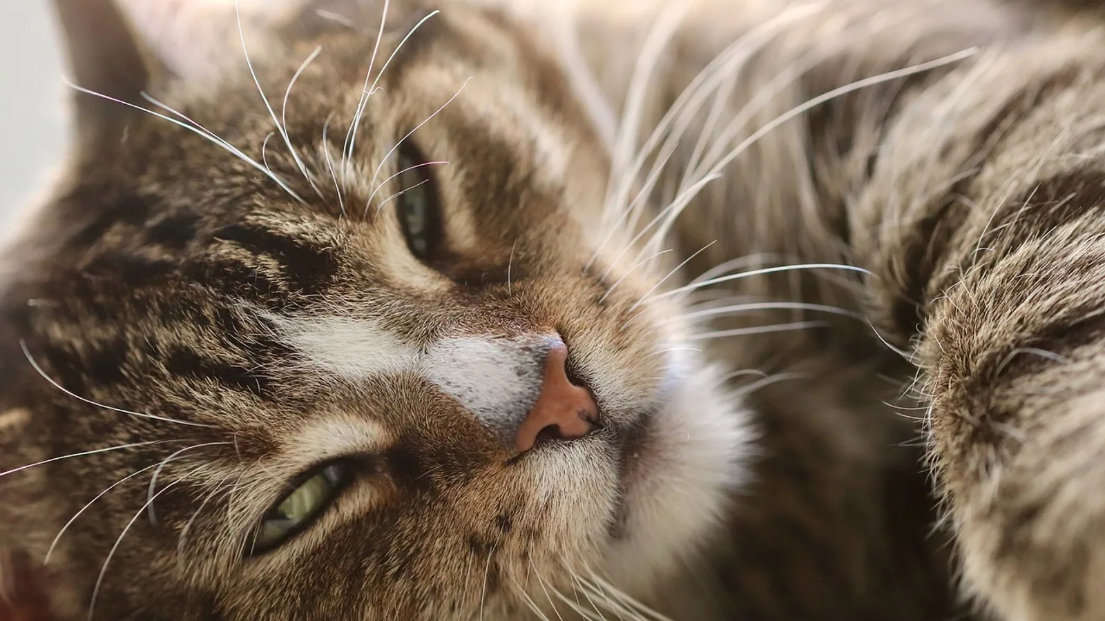 Meloxicam for Cats: Safe Dosing and Risks
