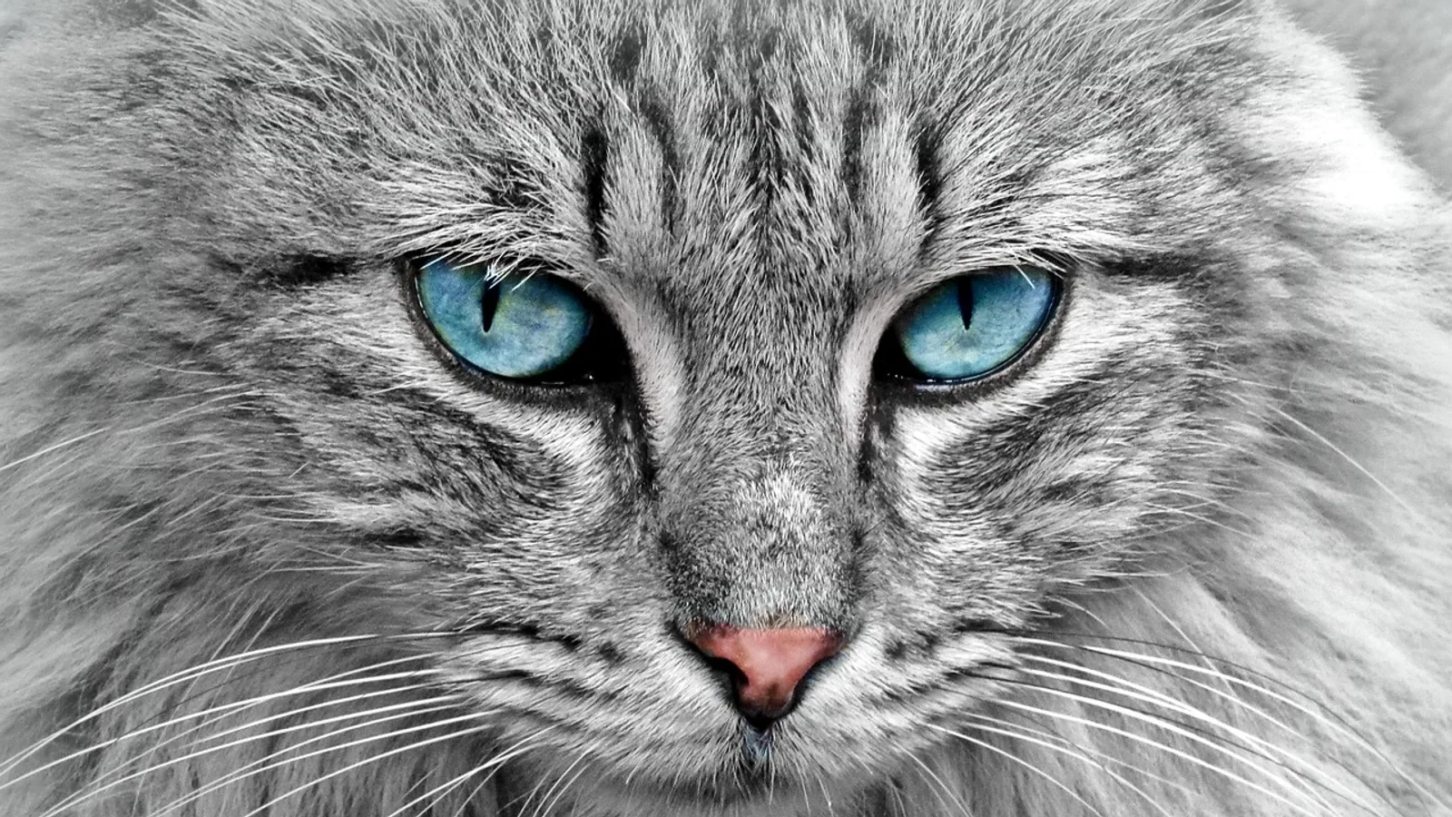 Cat Anal Gland Issues: Signs and Treatment