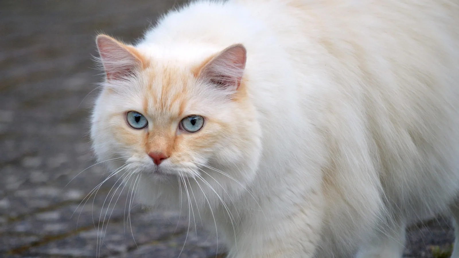 Cat Crystals in Urine: Types, Treatment, and Prevention
