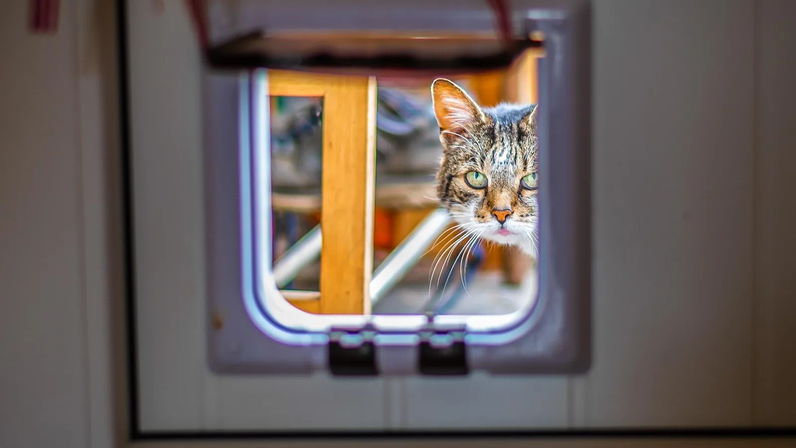 Cat Door: Installation and Training Guide