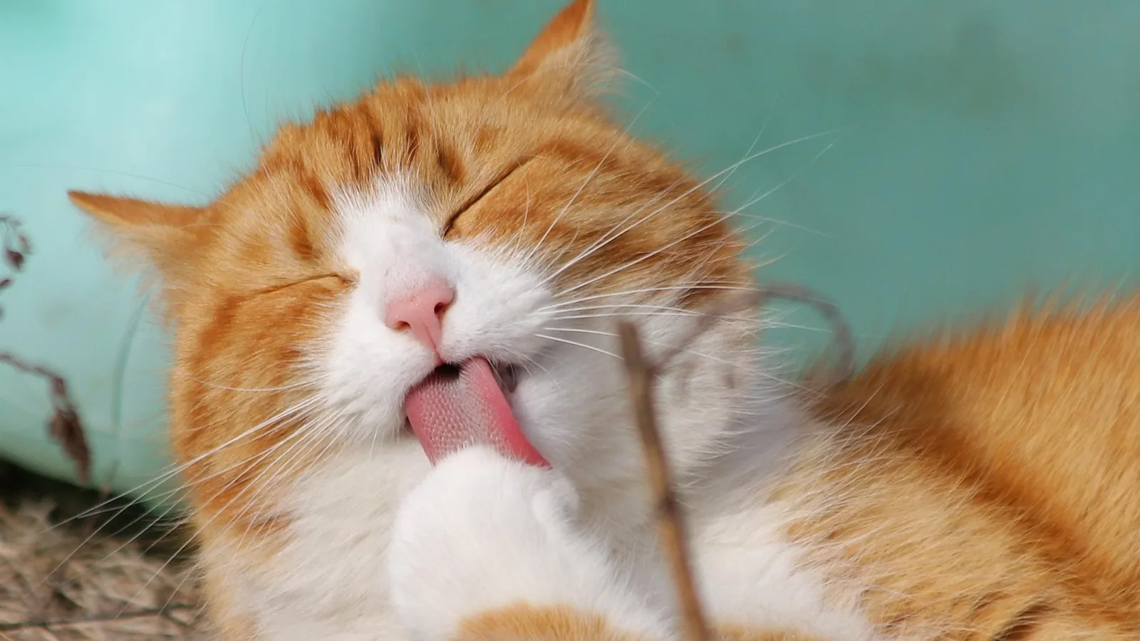 Cat Diapers: When They Help, Fit, and Preventing Skin Problems