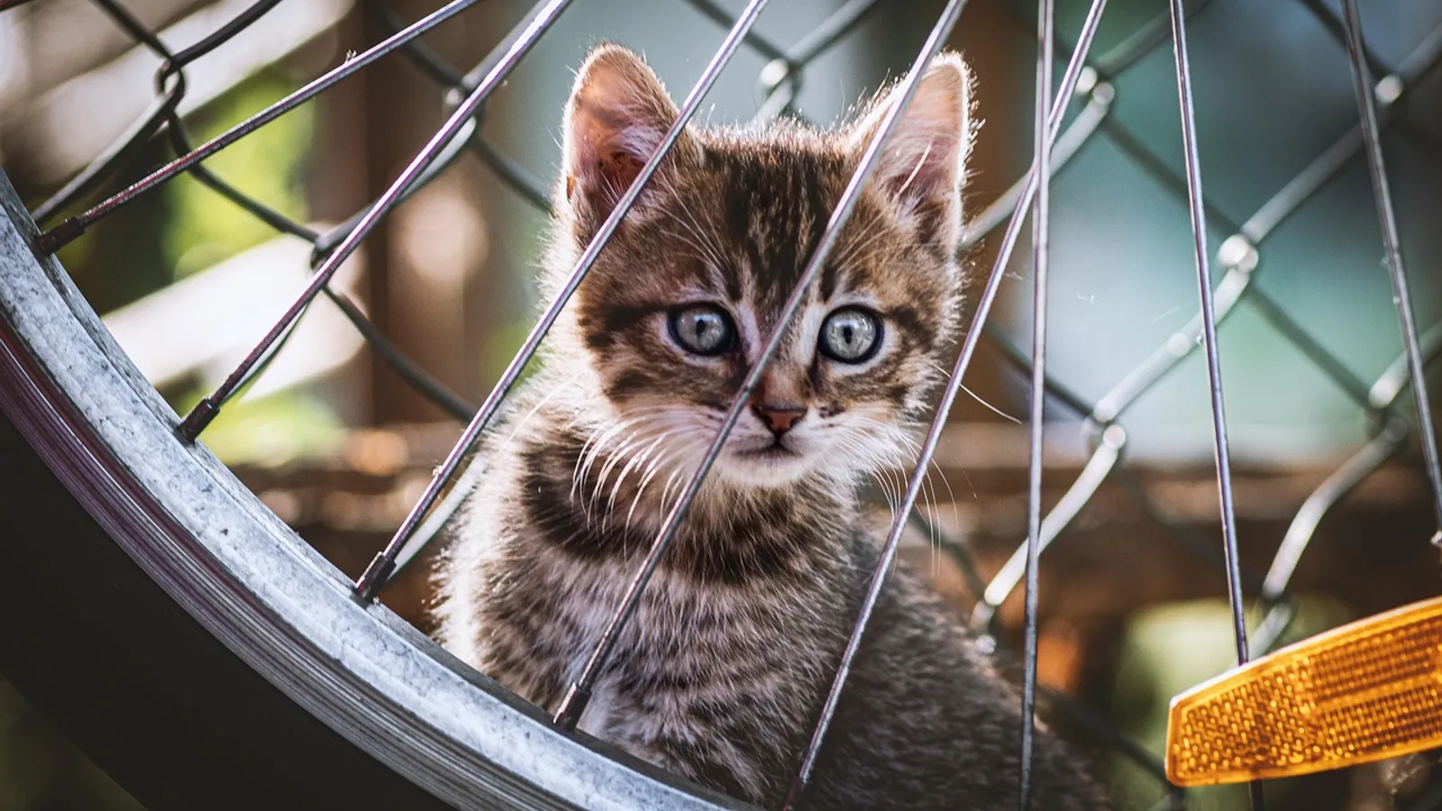 Cat Wheel Guide: Do Indoor Cats Need Exercise Wheels?
