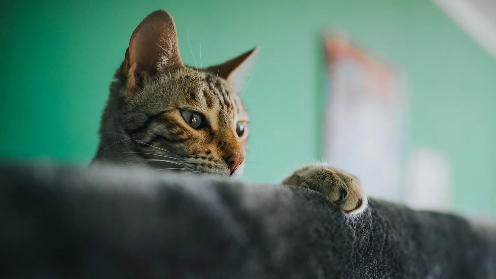 A close-up of a curious tabby cat peering over a ledge, indoors