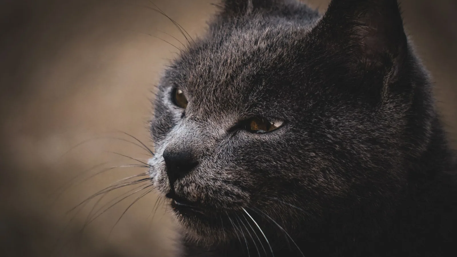 Intimate close-up of a grumpy black cat with piercing eyes and detailed fur