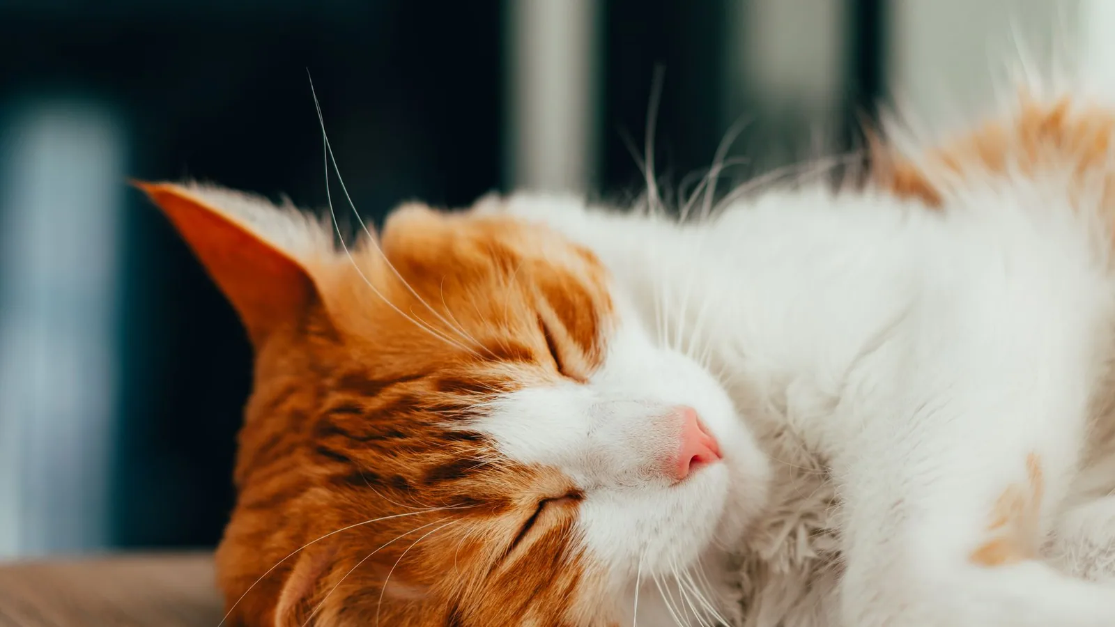 Peaceful ginger tabby cat sleeping indoors, showcasing its soft fur and relaxed posture