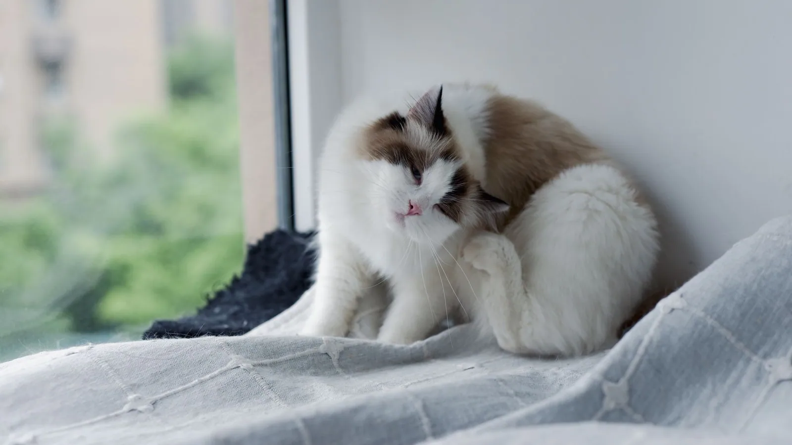 Flea Treatment For Cats