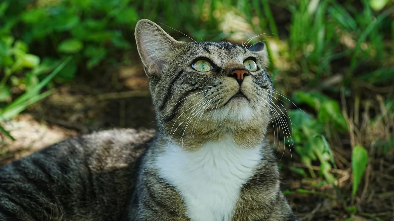 A close-up of a tabby cat with green eyes lying in the grass, looking up attentively