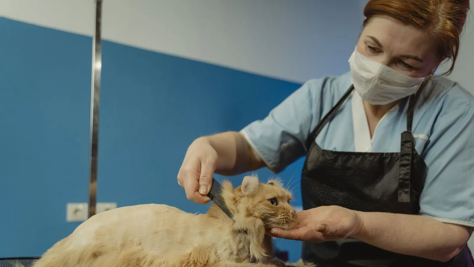 Close-up of a professional groomer trimming a fluffy orange tabby cat indoors