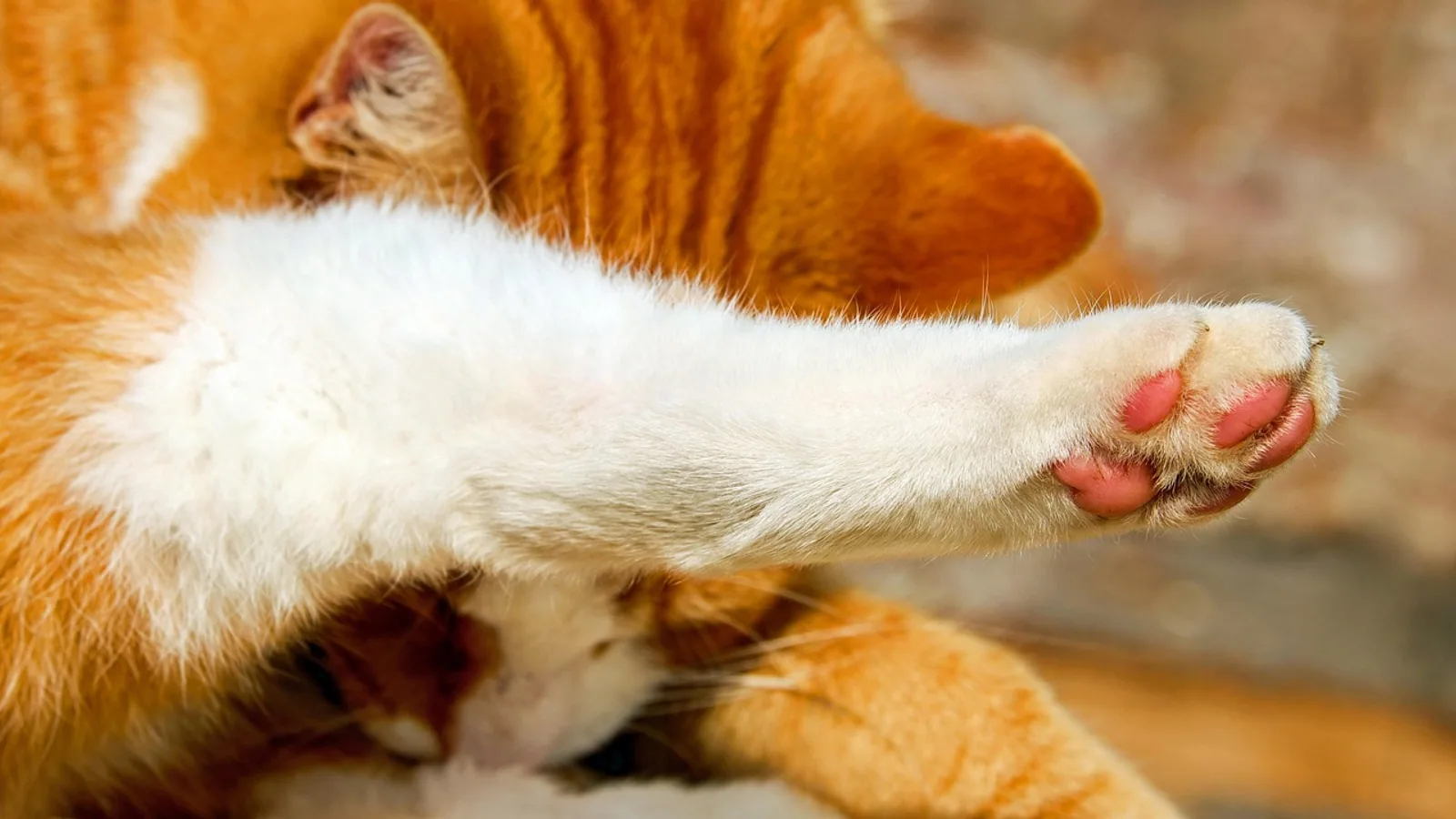 Pillow Foot in Cats: Plasma Cell Pododermatitis