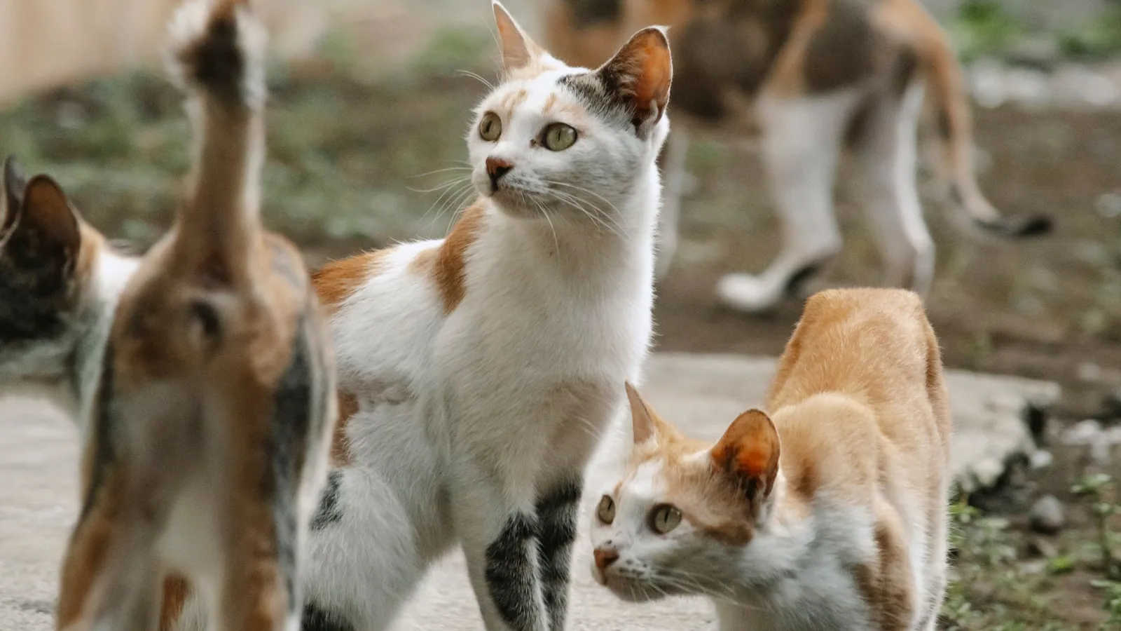 Domestic cats exploring an outdoor setting with vegetation