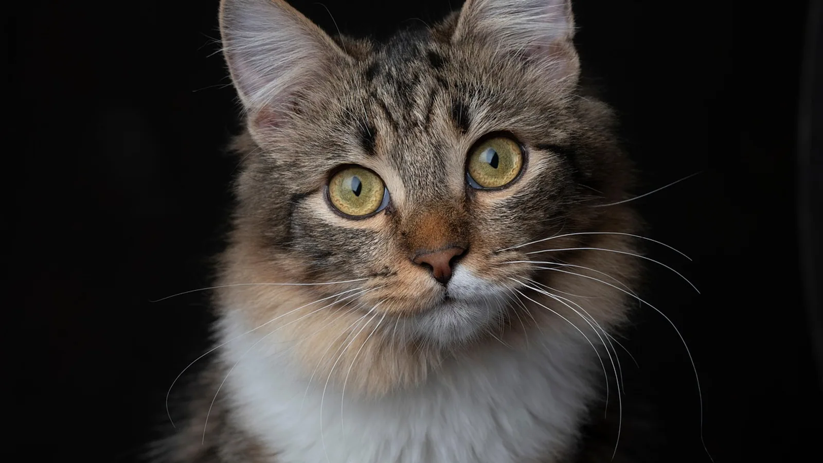 Cryptorchid Testicle in Dogs and Cats: Vet Guide